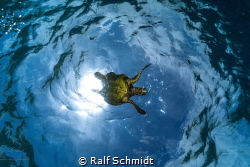 Turtle comes from the sun by Ralf Schmidt 